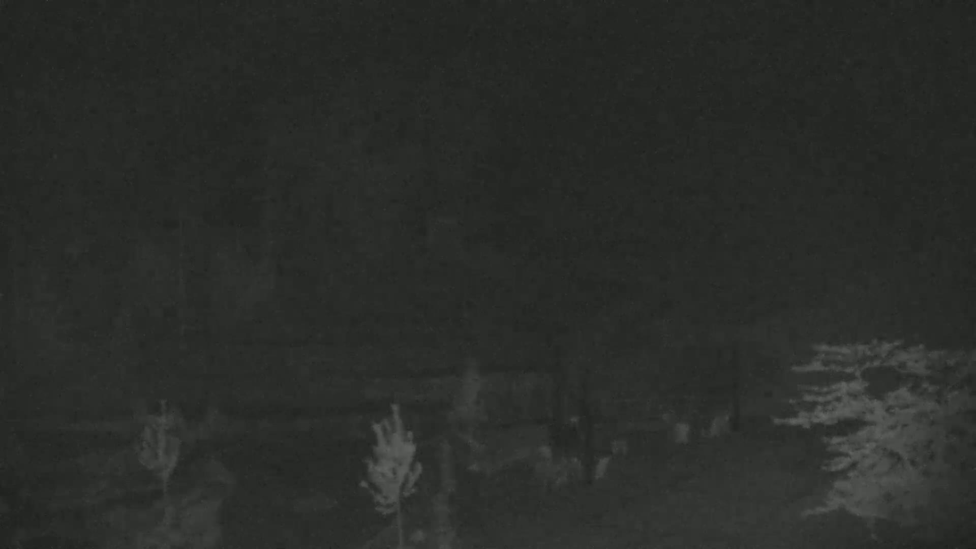 A dark, nighttime scene shows several small trees and shrubs in a sparsely vegetated area.