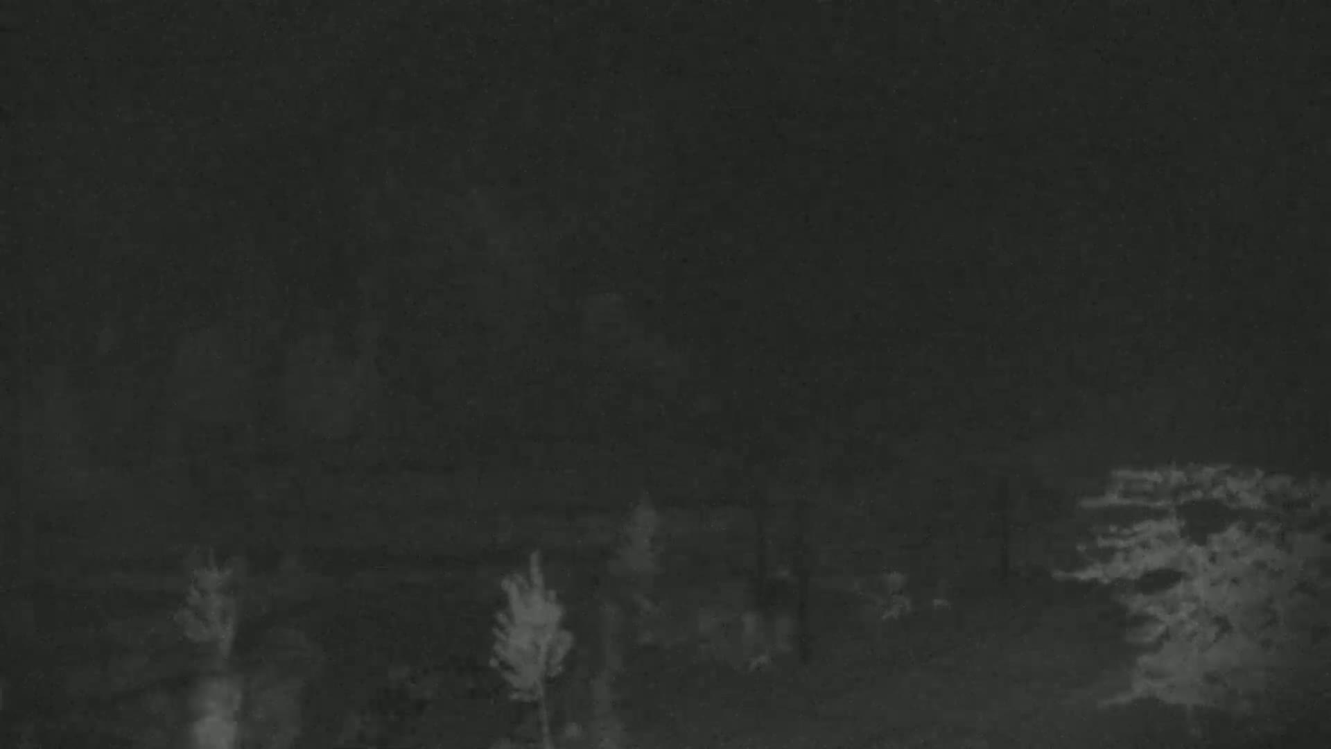 A nighttime, low-light image shows several small, sparsely distributed trees and shrubs in a dark, possibly wooded area.