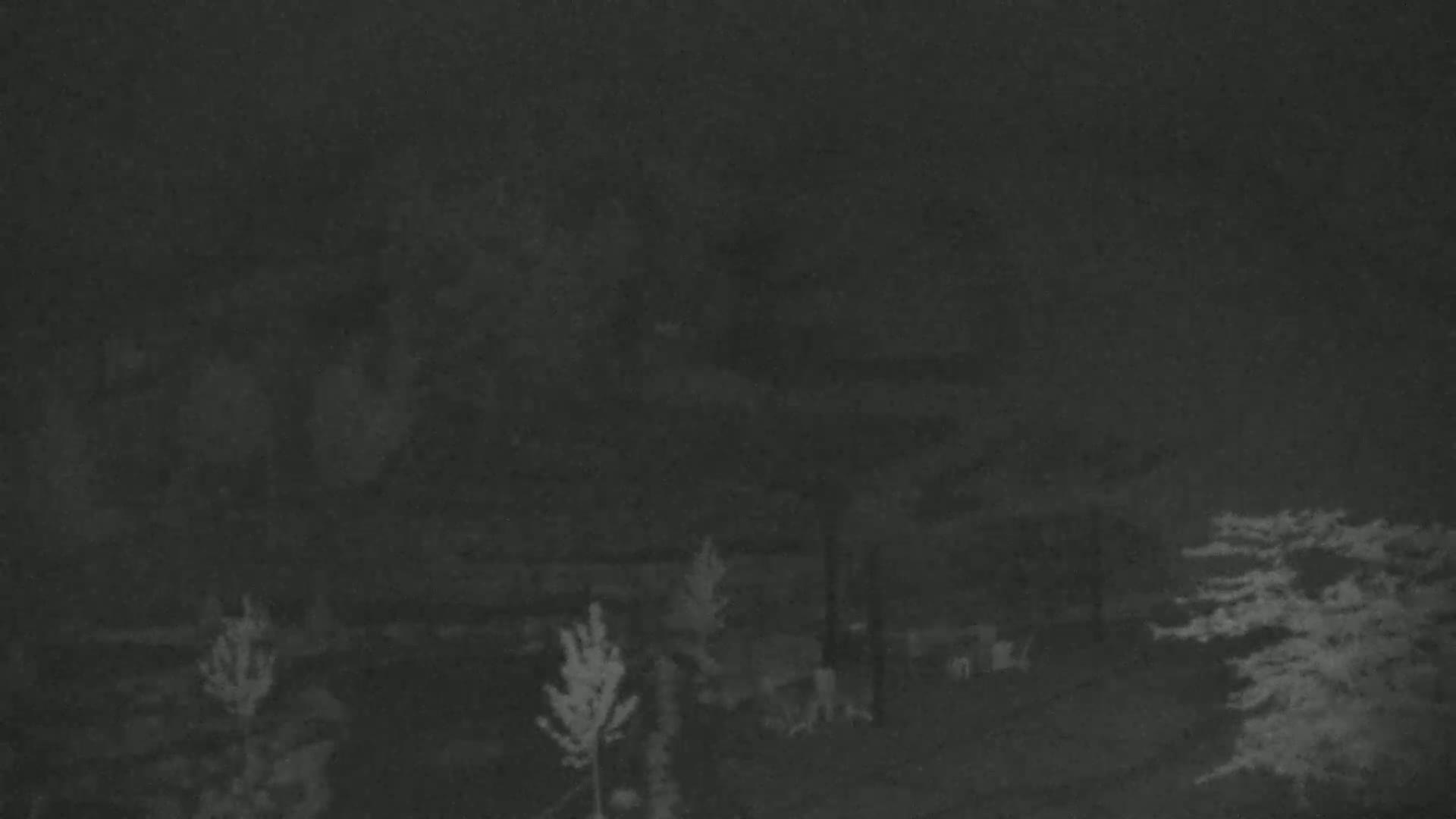 A nighttime, low-light image shows several small trees and what appears to be animals in a dark, possibly wooded area.