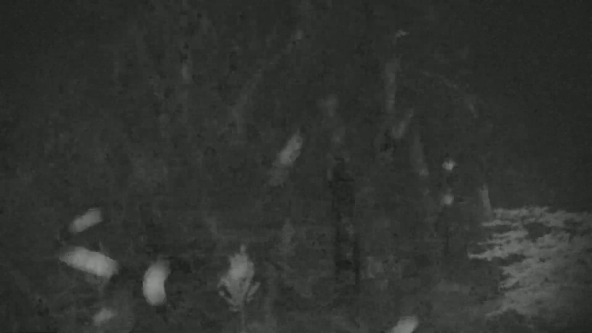 A low-light image shows several indistinct shapes, possibly animals, within a dark, vegetated area at night.
