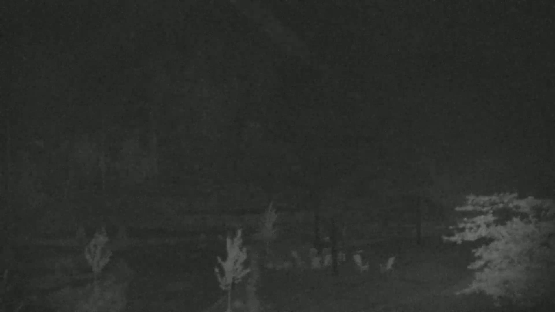 A nighttime, low-light image shows several indistinct figures and small trees or shrubs in a dark, possibly wooded area.