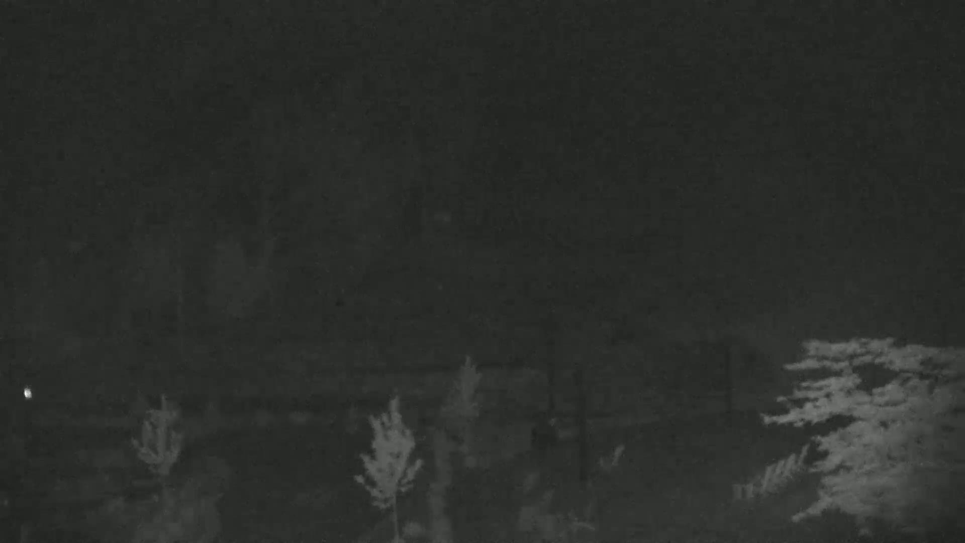 A nighttime, low-light image shows a dark, shadowy landscape with several small trees and shrubs.