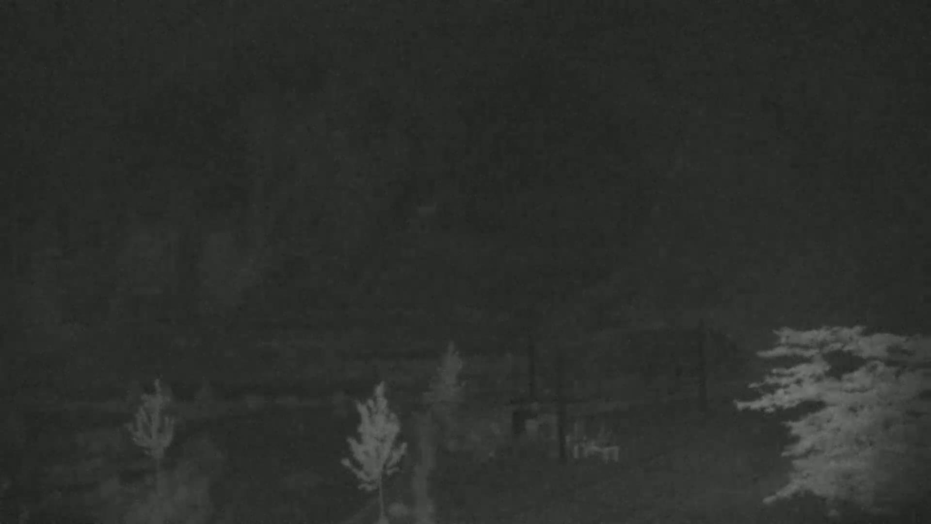 A nighttime, low-light image shows several small trees and shrubs in a yard under a dark, overcast sky.