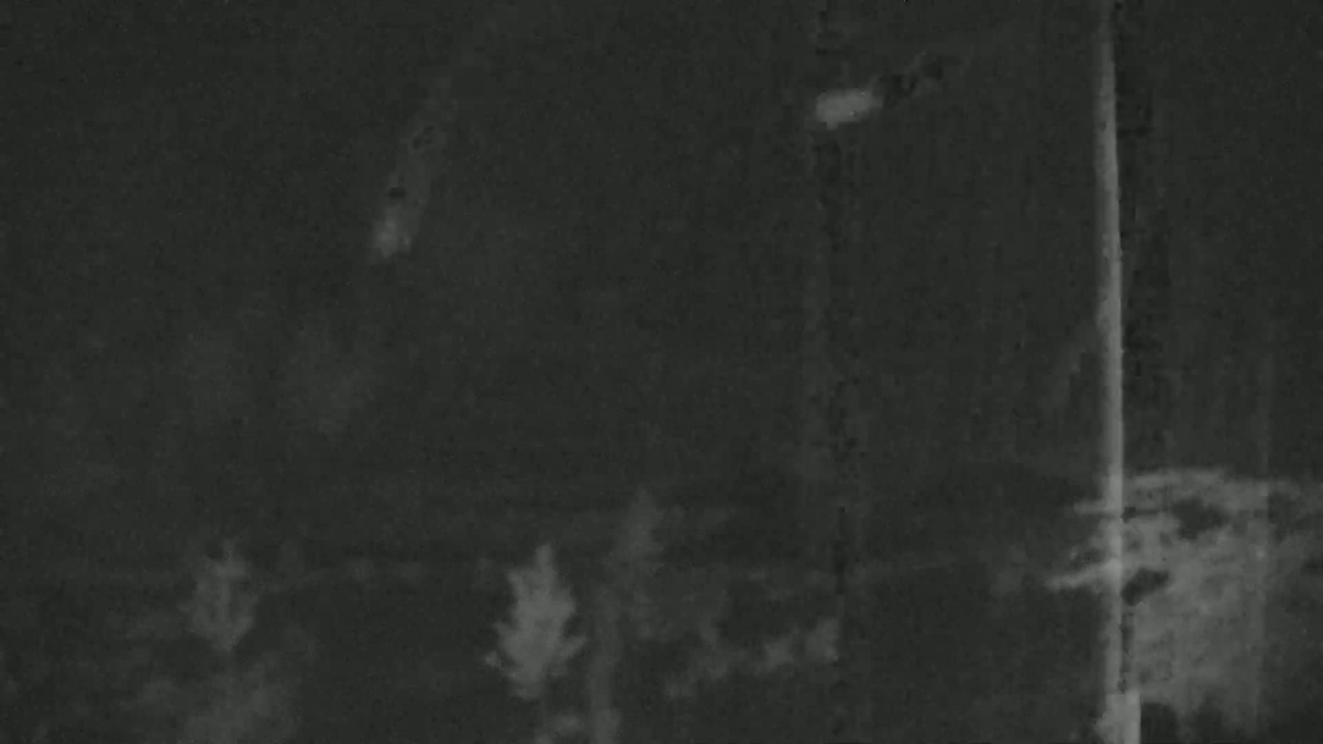 A nighttime, low-light image shows indistinct shapes suggestive of vegetation and a vertical structure, possibly a pole or post.