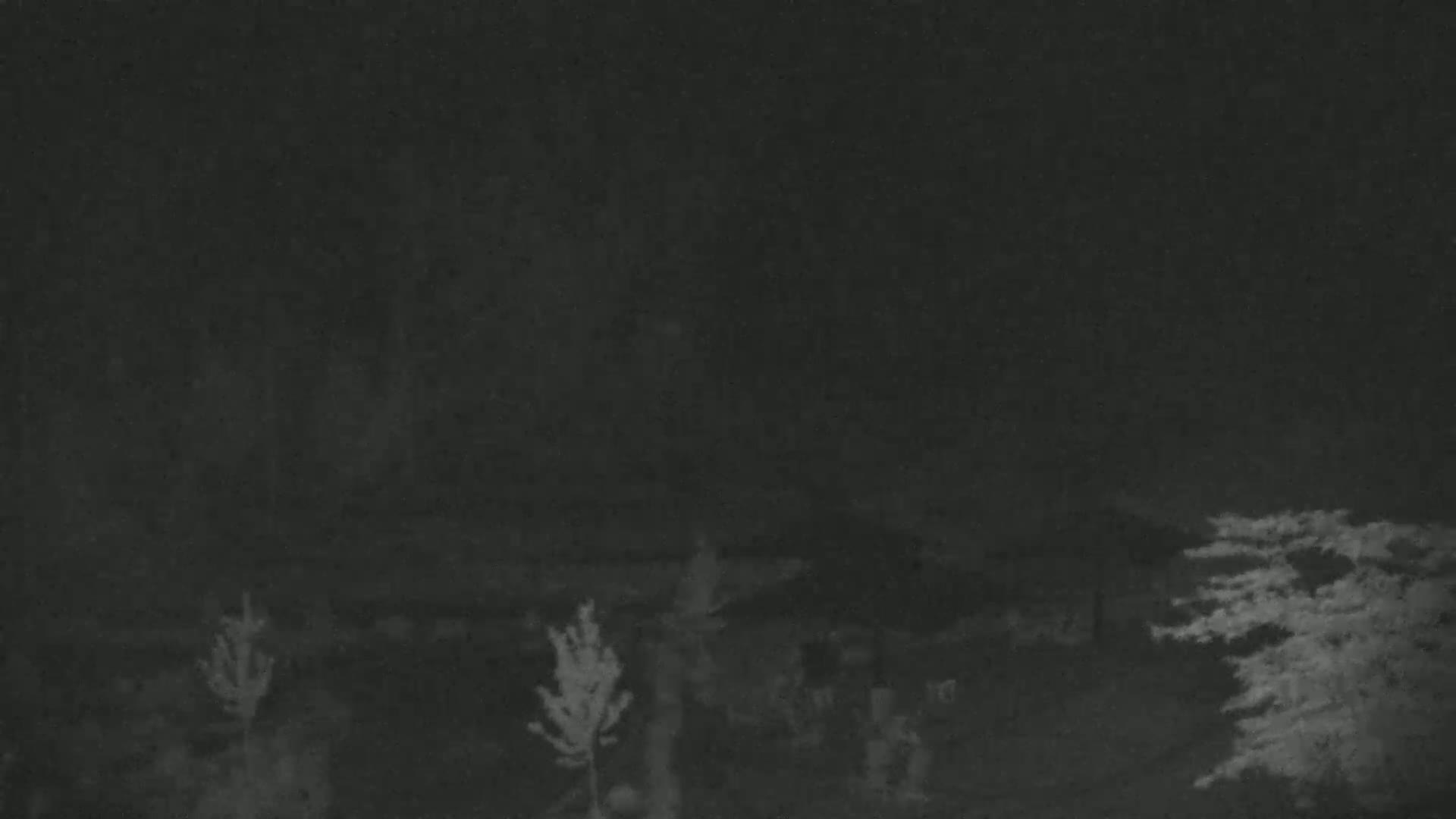 A nighttime, low-light image shows several small evergreen trees and shrubs in a dark, possibly snowy, outdoor setting.