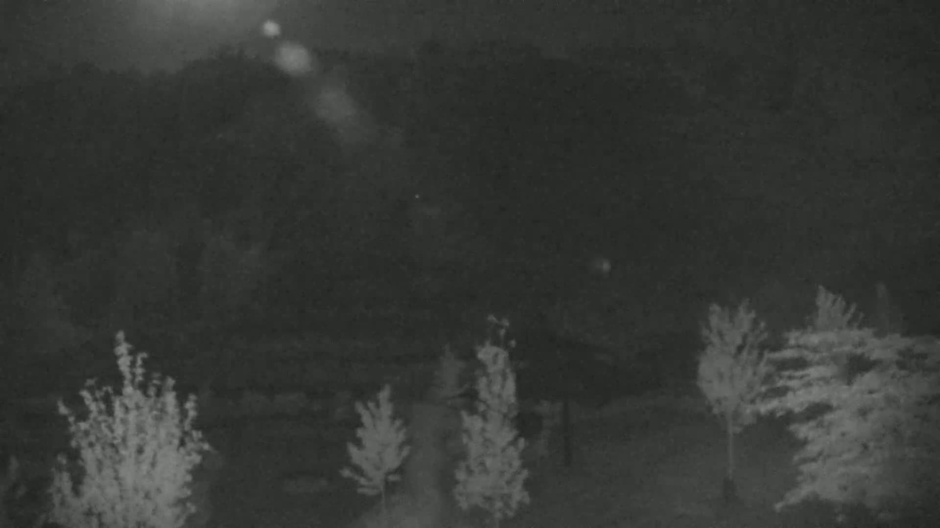 A nighttime, low-light image shows several small trees and a dark background of taller trees and foliage.