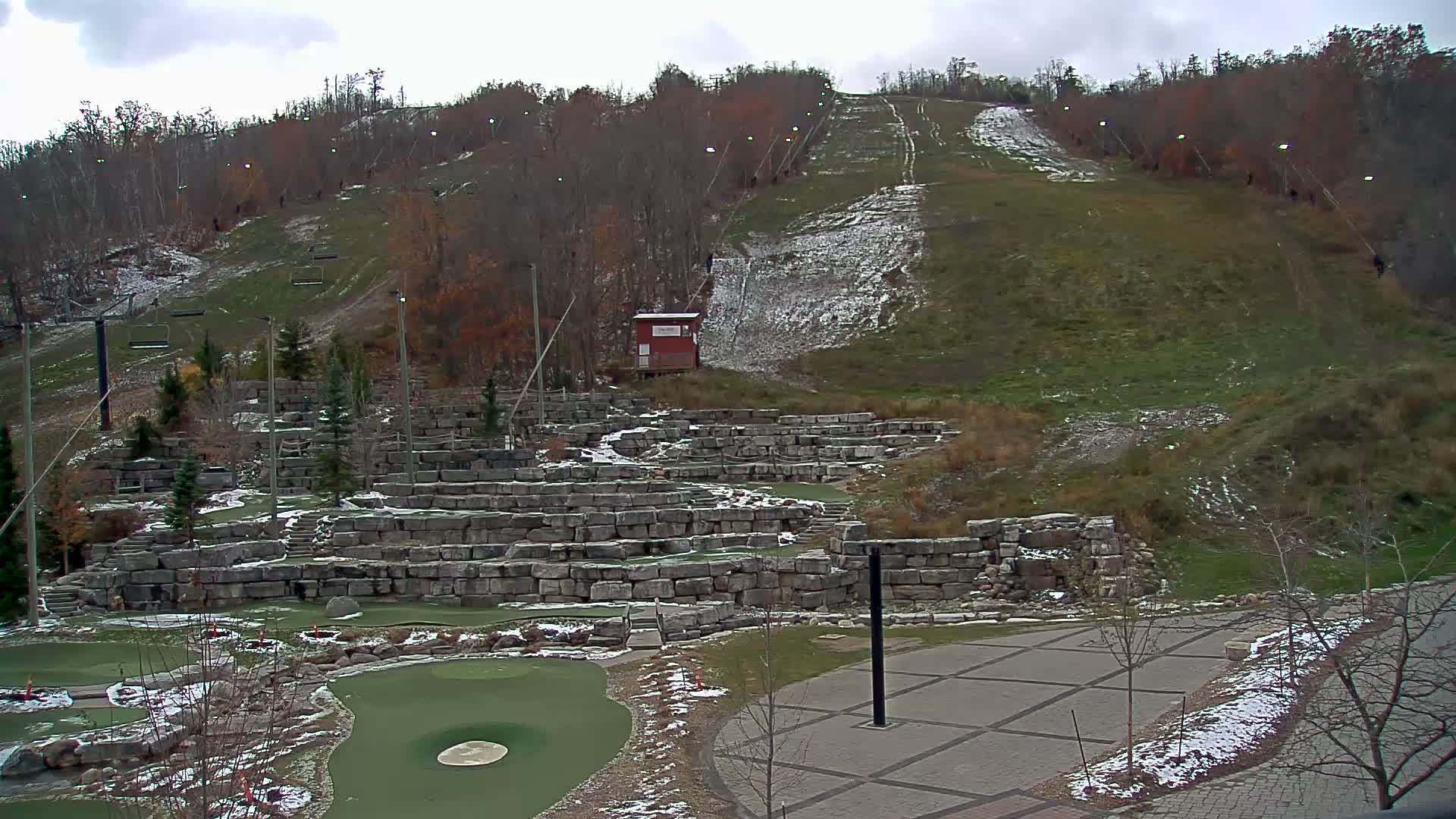 A nighttime, low-light image shows several small trees and a dark background of taller trees and foliage.