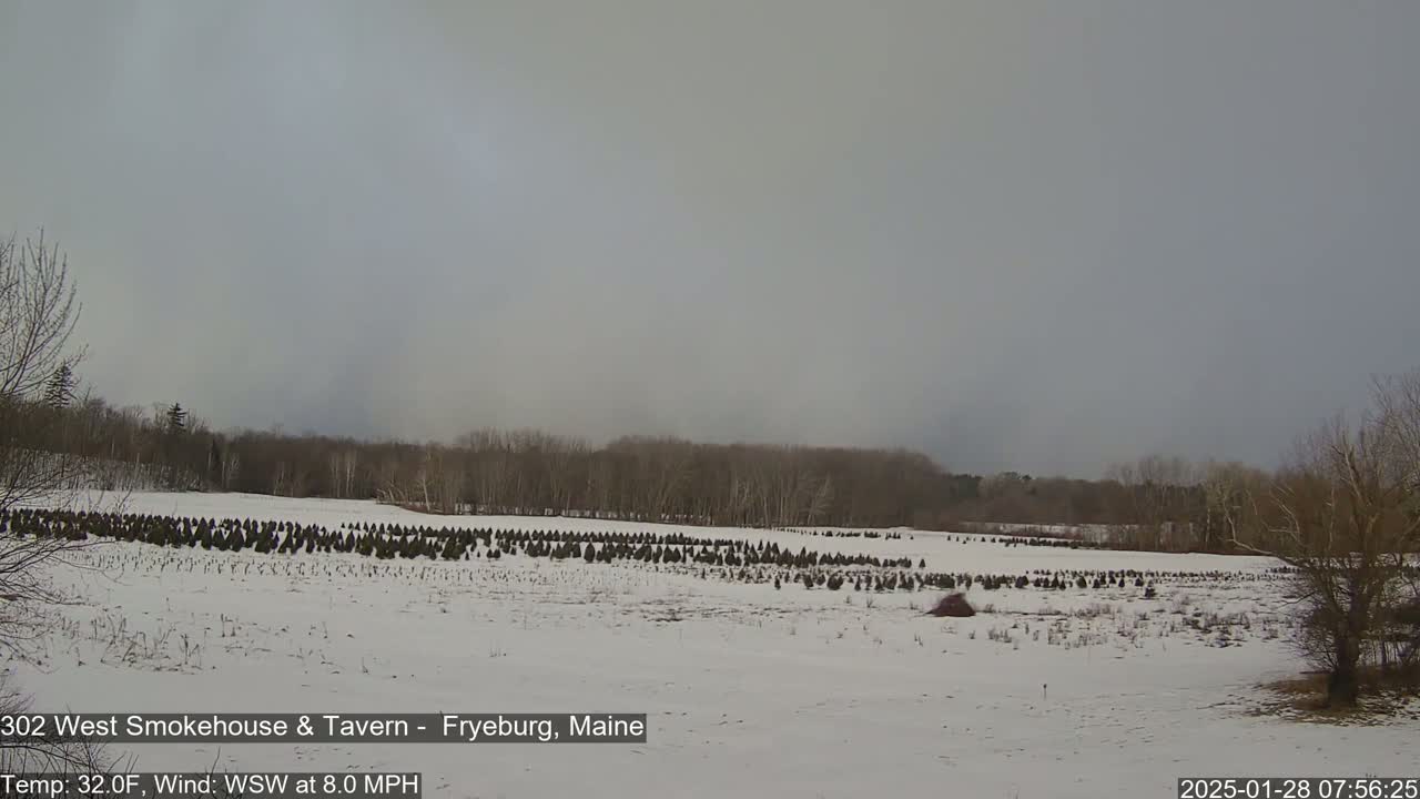 A snow-covered field with rows of small evergreen trees stretches out before a line of bare deciduous trees under an overcast sky.
