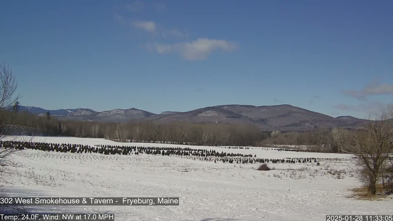 A snow-covered field with rows of young evergreen trees stretches toward a range of distant mountains under a mostly clear blue sky.