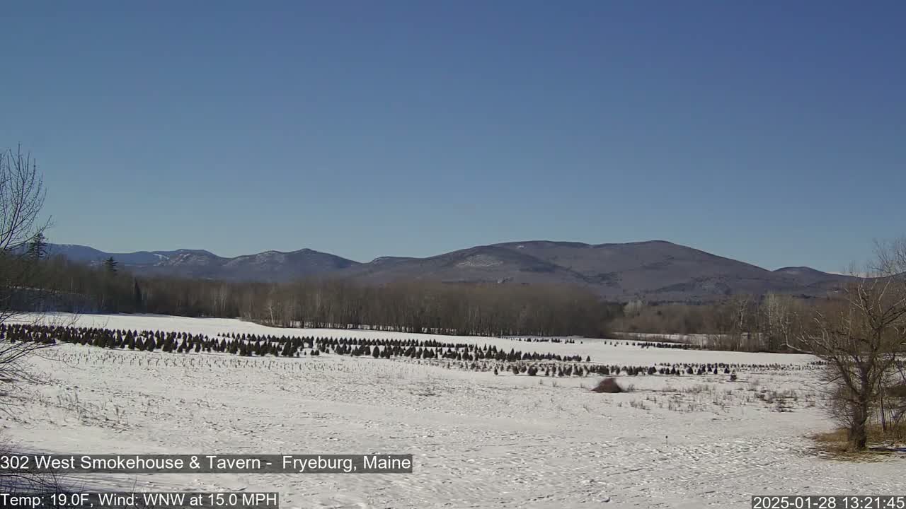 A snow-covered field with rows of small evergreen trees stretches towards a line of distant mountains under a clear blue sky.