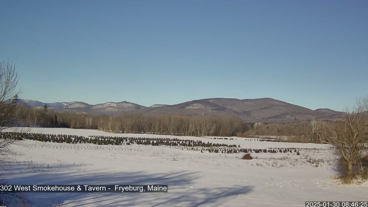 A snow-covered field with rows of small evergreen trees stretches toward a range of distant mountains under a clear blue sky.