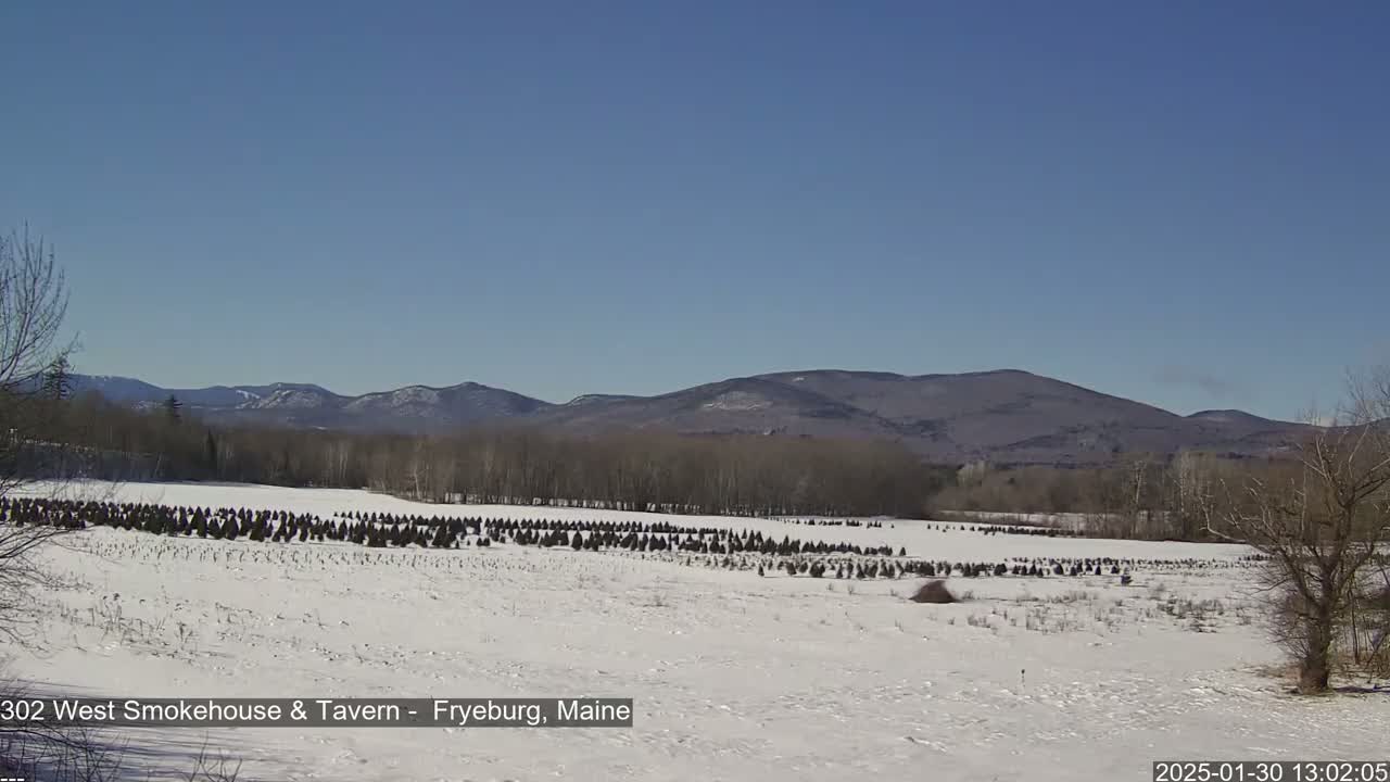 A snow-covered field with rows of small evergreen trees sits in front of a range of distant mountains under a clear blue sky.