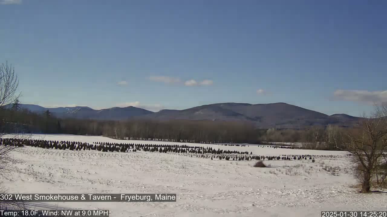 A snow-covered field with rows of small evergreen trees stretches towards distant, bare mountains under a mostly clear blue sky.