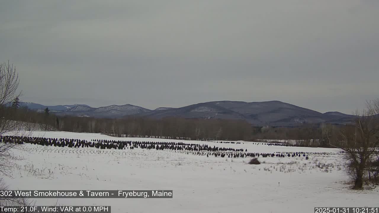 A snow-covered field with numerous evergreen trees in the midground and a range of mountains under a cloudy sky.