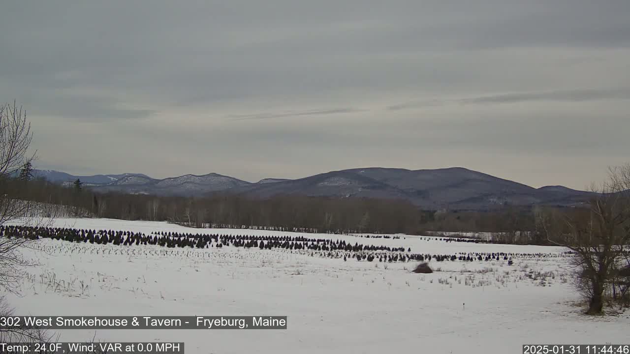 A snow-covered field with numerous evergreen trees stretches towards distant, snow-dusted mountains under an overcast sky.