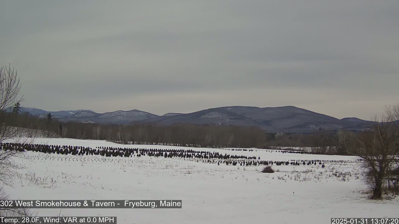 A snow-covered field with numerous evergreen trees, situated in front of a range of dark, snow-dusted mountains under an overcast sky.