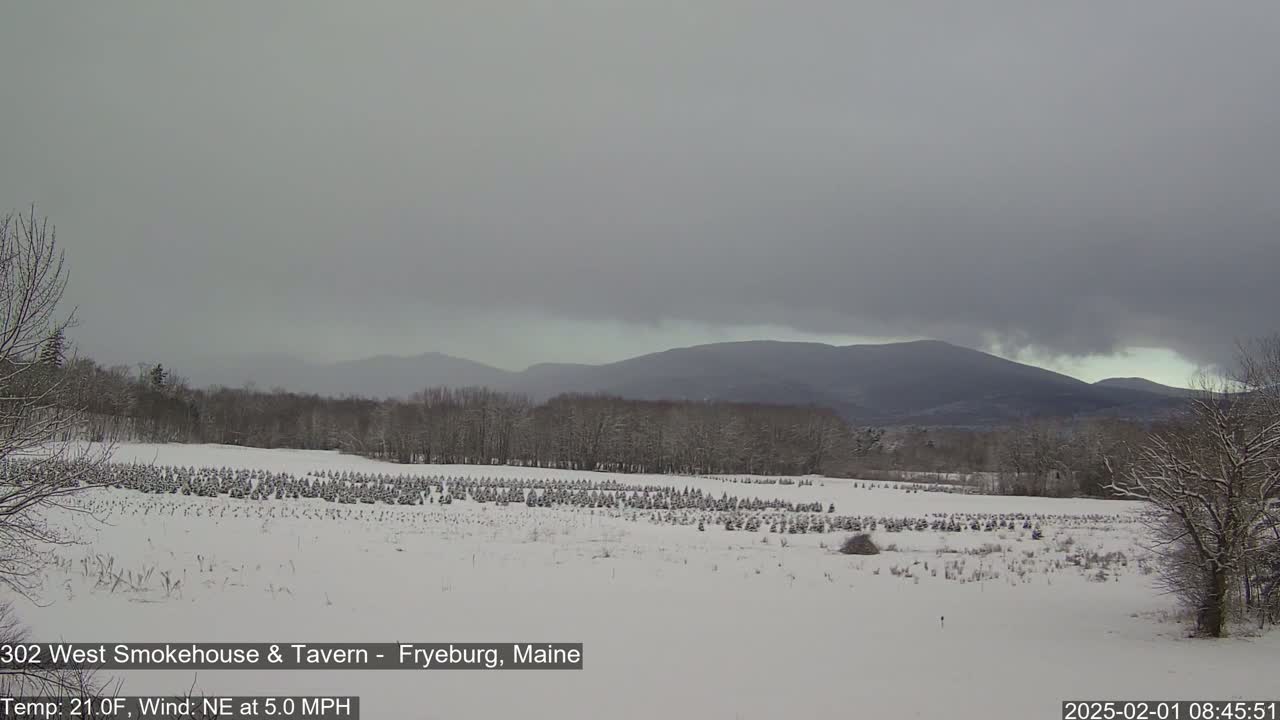 A snow-covered field of small evergreen trees stretches to a line of snow-dusted mountains under an overcast sky.