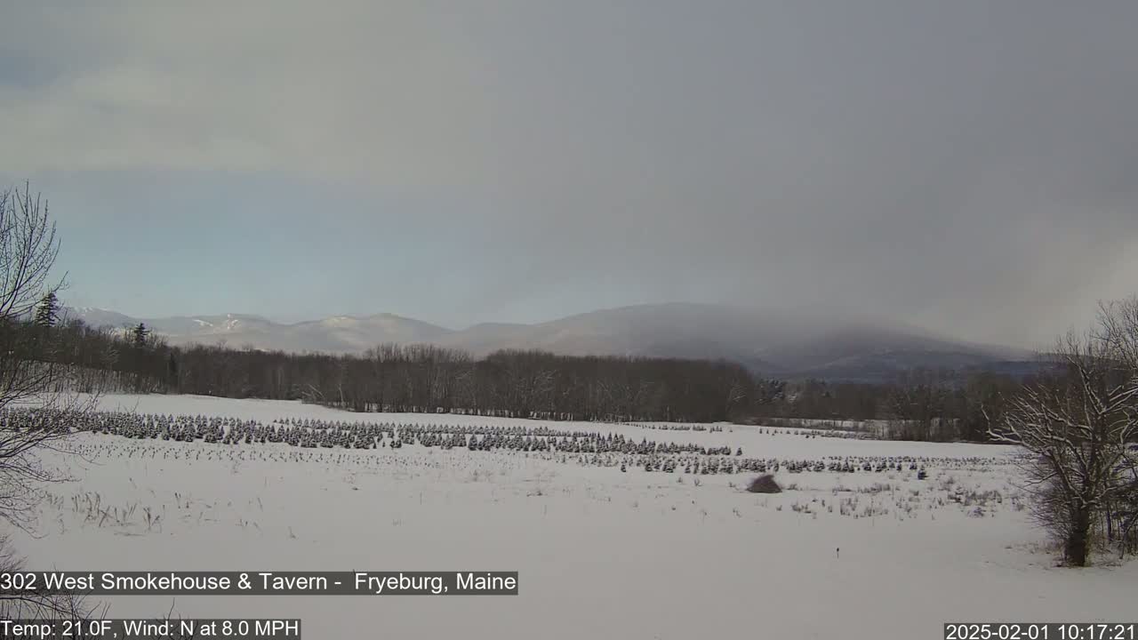 A snow-covered field of small evergreen trees stretches to a line of bare, snow-dusted trees at the edge of a hazy mountain range under an overcast sky.
