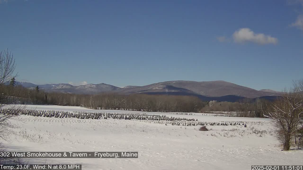 A snow-covered field filled with numerous small, dark evergreen trees stretches towards a line of distant, snow-dusted mountains under a mostly clear, blue sky.
