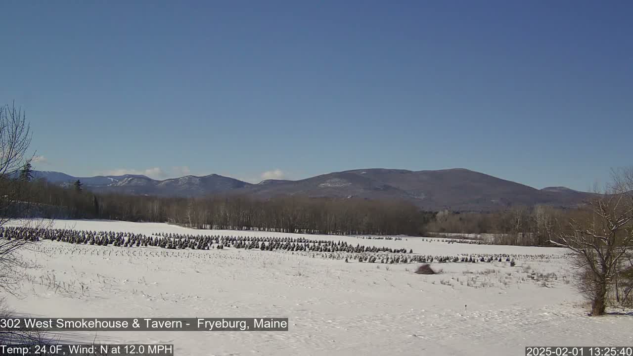 A snow-covered field with many small, dark evergreen trees extends to a line of bare, deciduous trees and distant mountains under a clear blue sky.