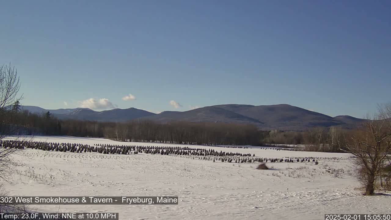 A snow-covered field with numerous small, dark objects arranged in rows stretches toward a line of bare trees and distant mountains under a clear blue sky.