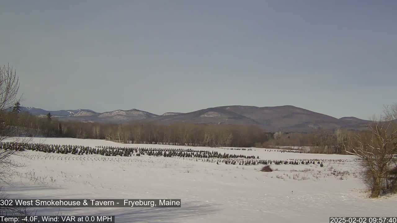 A snow-covered field of young evergreen trees stretches towards a range of distant, bare mountains under a clear, pale sky.