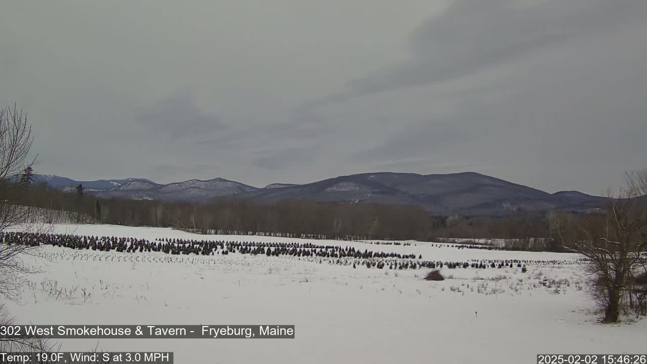 A snow-covered field with numerous small evergreen trees stretches towards a range of distant, snow-dusted mountains under a gray sky.