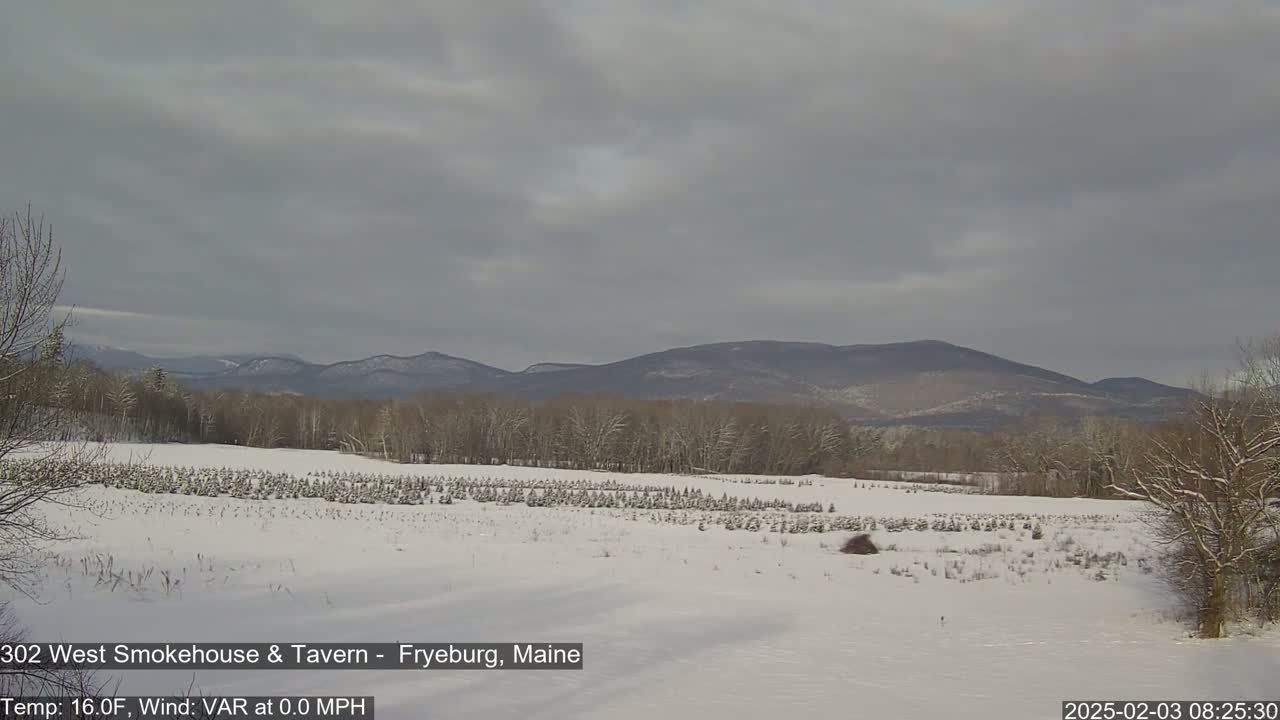 A snow-covered field of small evergreen trees extends to a line of bare, snow-dusted trees and distant mountains under a cloudy sky.