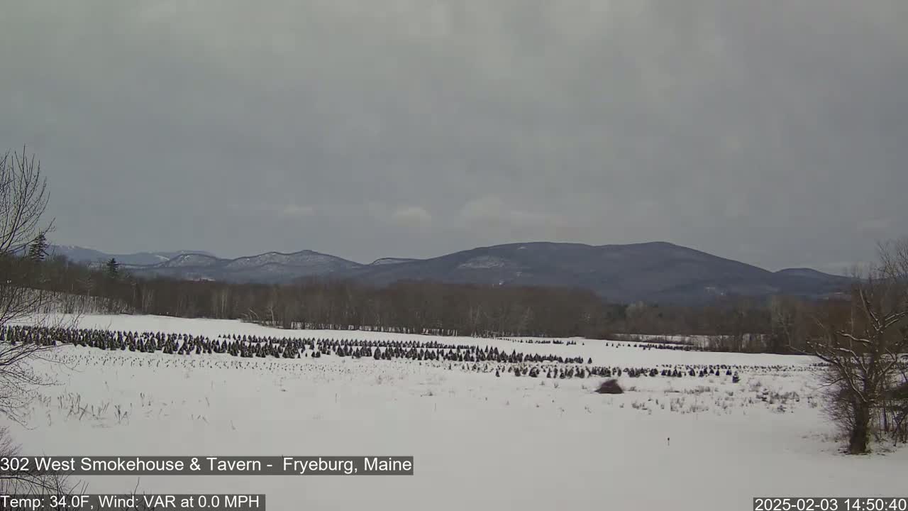 A snow-covered field with numerous small evergreen trees stretches towards distant, snow-dusted mountains under an overcast sky.