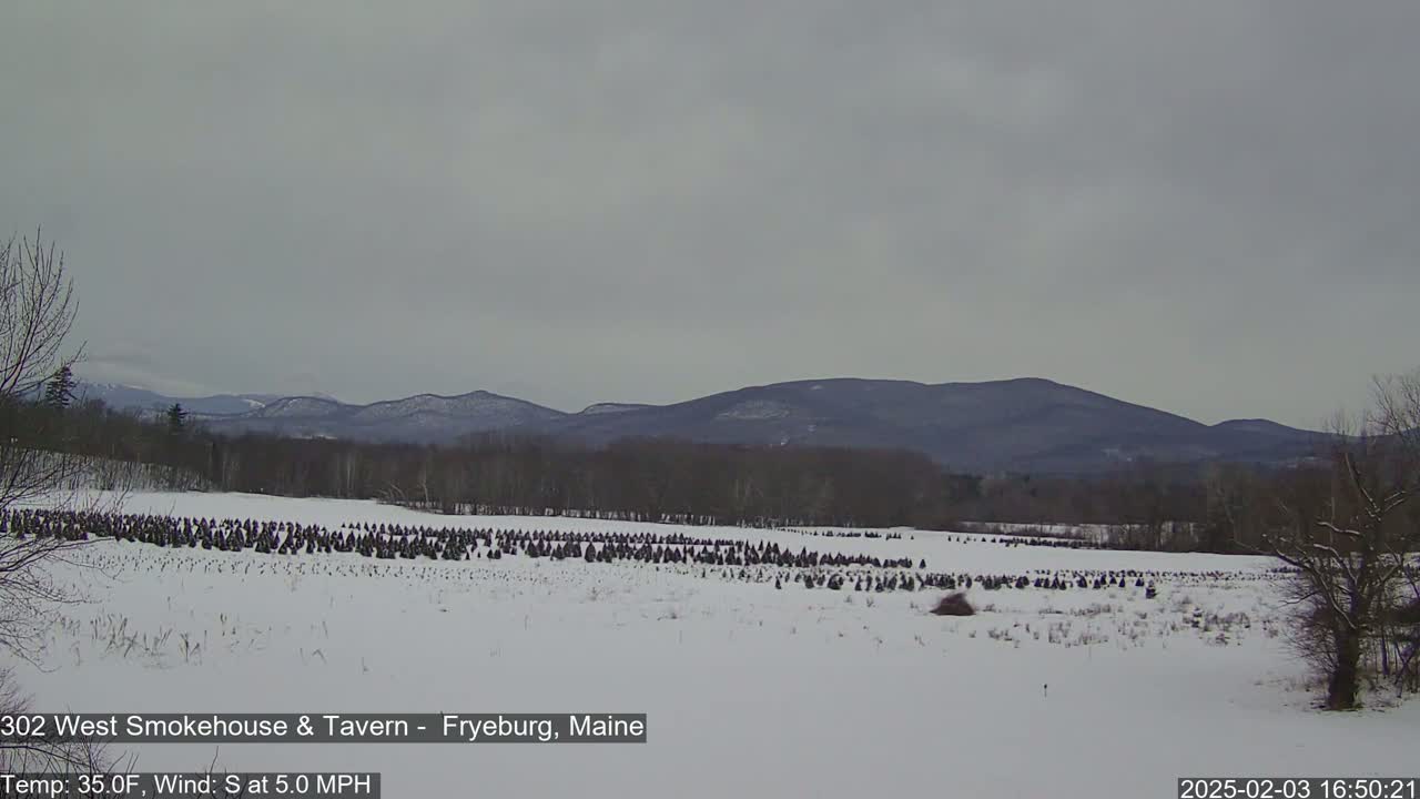 A snow-covered field with numerous evergreen trees in the foreground and a range of dark mountains under an overcast sky in the background.