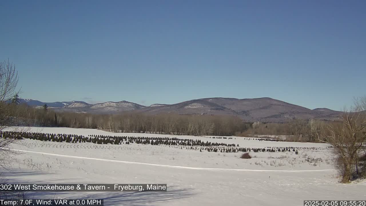 A snow-covered field with rows of small evergreen trees stretches toward a range of distant, snow-dusted mountains under a clear blue sky.