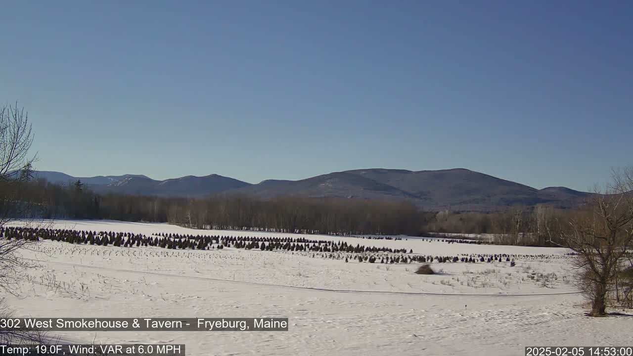 A snow-covered field with rows of evergreen trees stretches toward a range of distant, bare mountains under a clear blue sky.