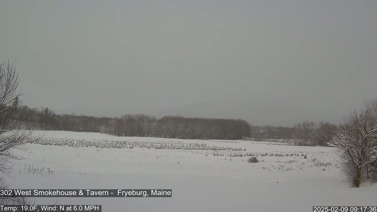 A large flock of birds is gathered in a snow-covered field, surrounded by snow-laden trees under an overcast sky.
