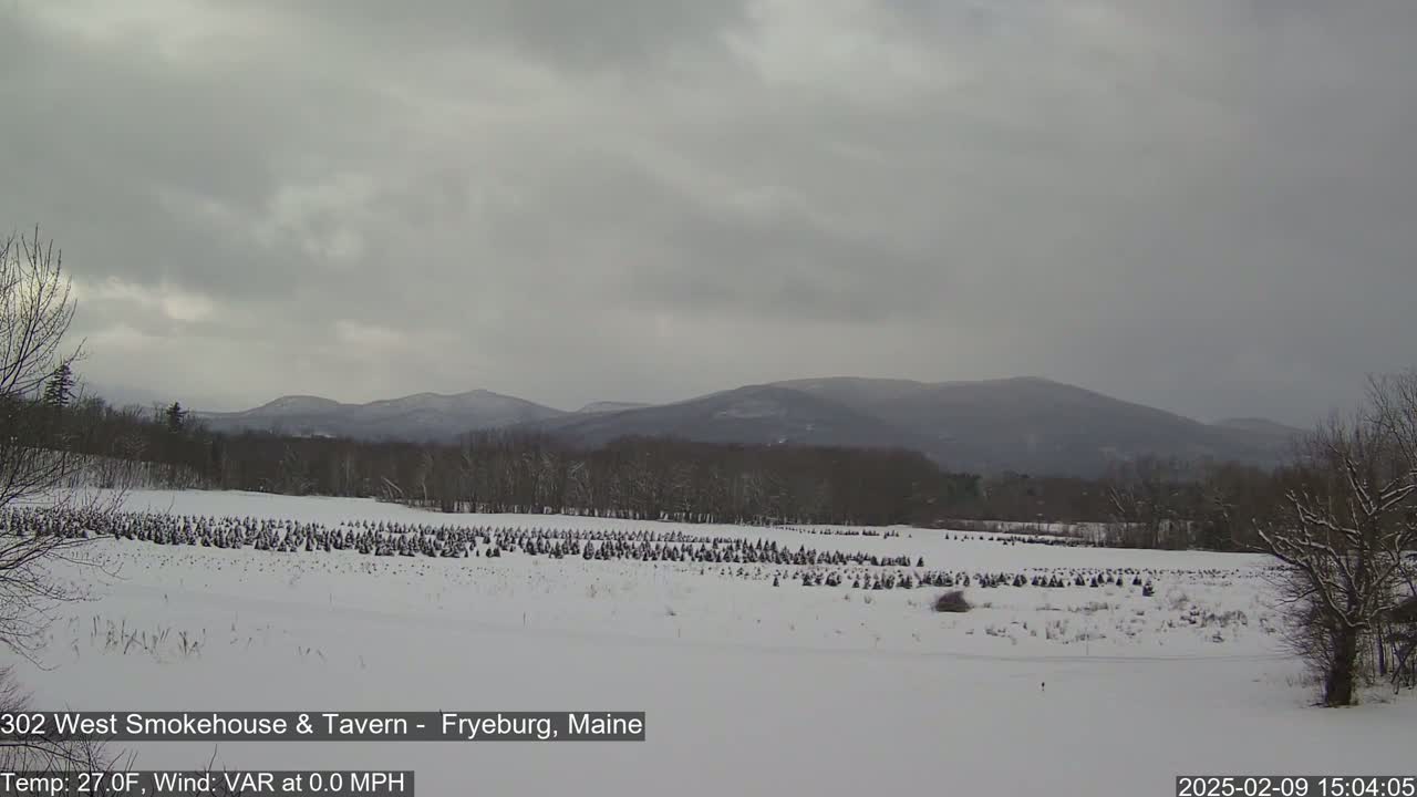 A snow-covered field of small evergreen trees stretches to a line of dark, snow-dusted hills under a gray, overcast sky.