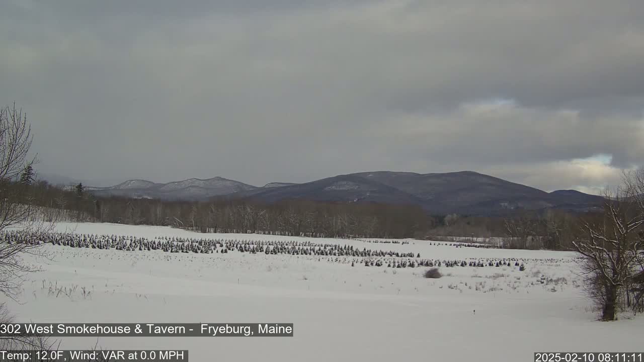 A snow-covered field of small evergreen trees stretches out before a line of dark, snow-dusted mountains under an overcast sky.