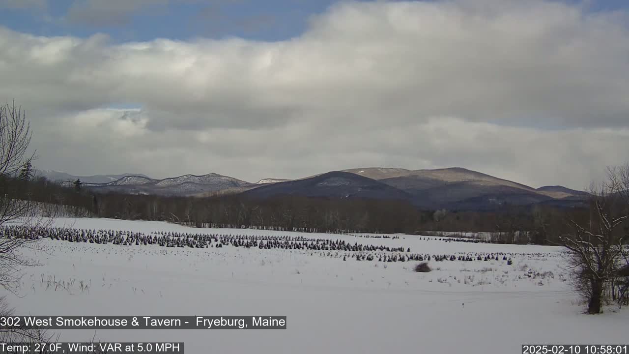 A snow-covered field of small evergreen trees stretches to a line of dark, snow-dusted mountains under a cloudy sky.
