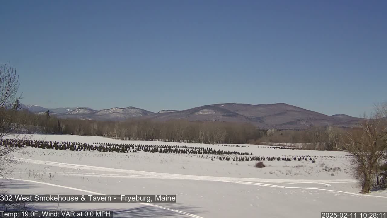 A snow-covered field with rows of small evergreen trees stretches towards distant, snow-dusted mountains under a clear blue sky.