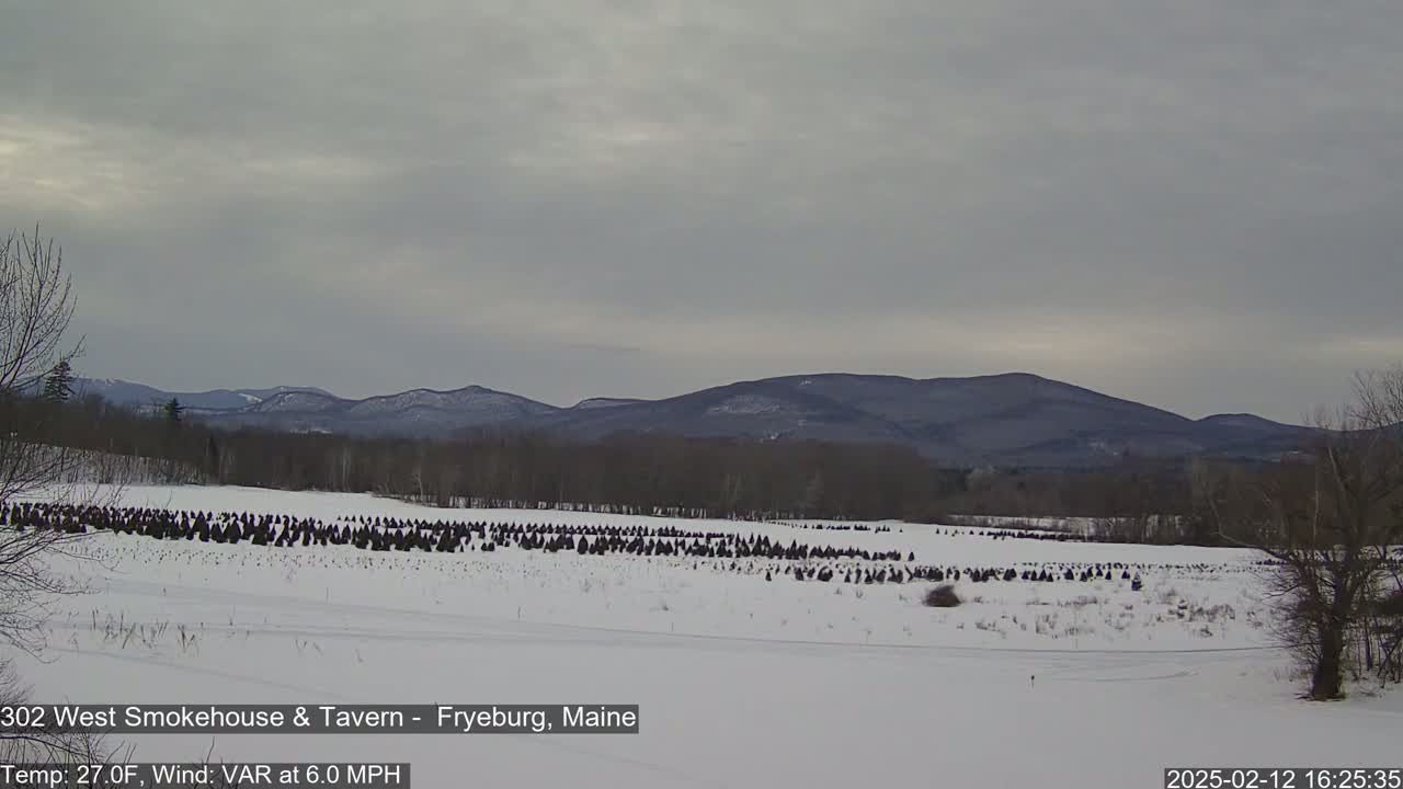A snow-covered field of bundled evergreen trees stretches toward a range of distant, dark mountains under a gray, overcast sky.