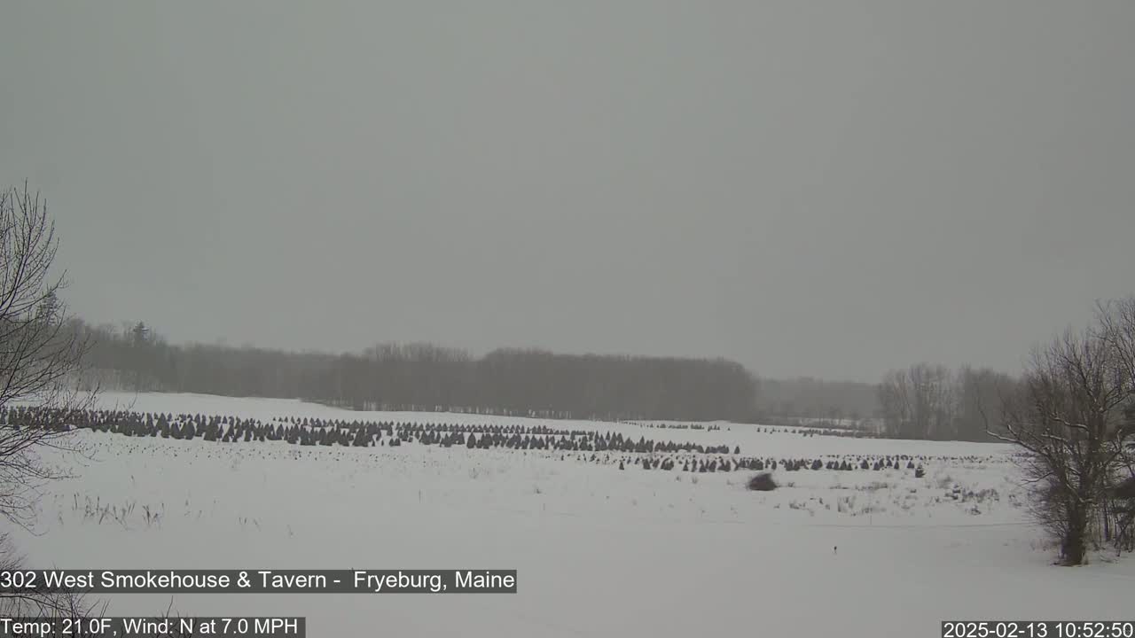 A snow-covered field with numerous small evergreen trees under an overcast sky.