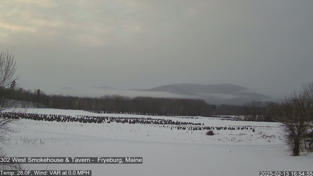 A snow-covered field with numerous evergreen trees, a distant, fog-shrouded mountain range, and bare deciduous trees under a gray sky.