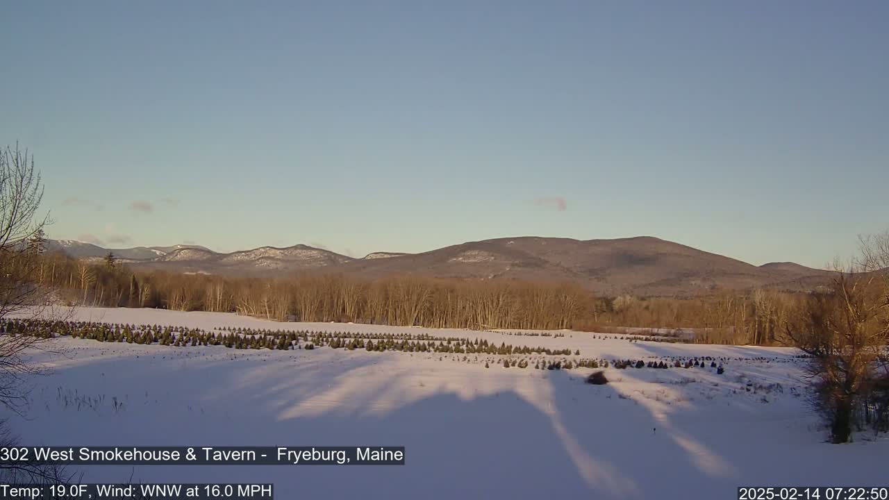 A snow-covered field of young evergreen trees stretches to a line of bare deciduous trees and distant mountains under a clear, light blue sky.