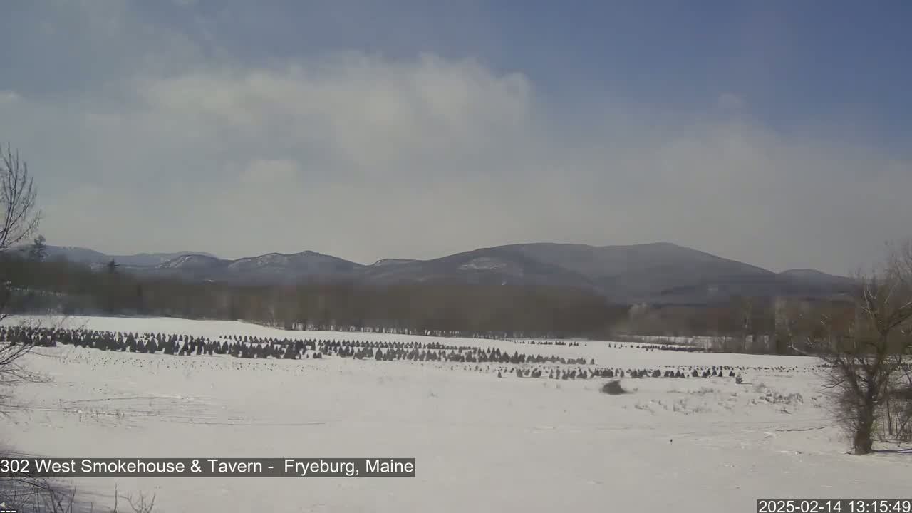 A snow-covered field with numerous dark evergreen trees, a line of bare trees in the background, and distant mountains under a partly cloudy sky.