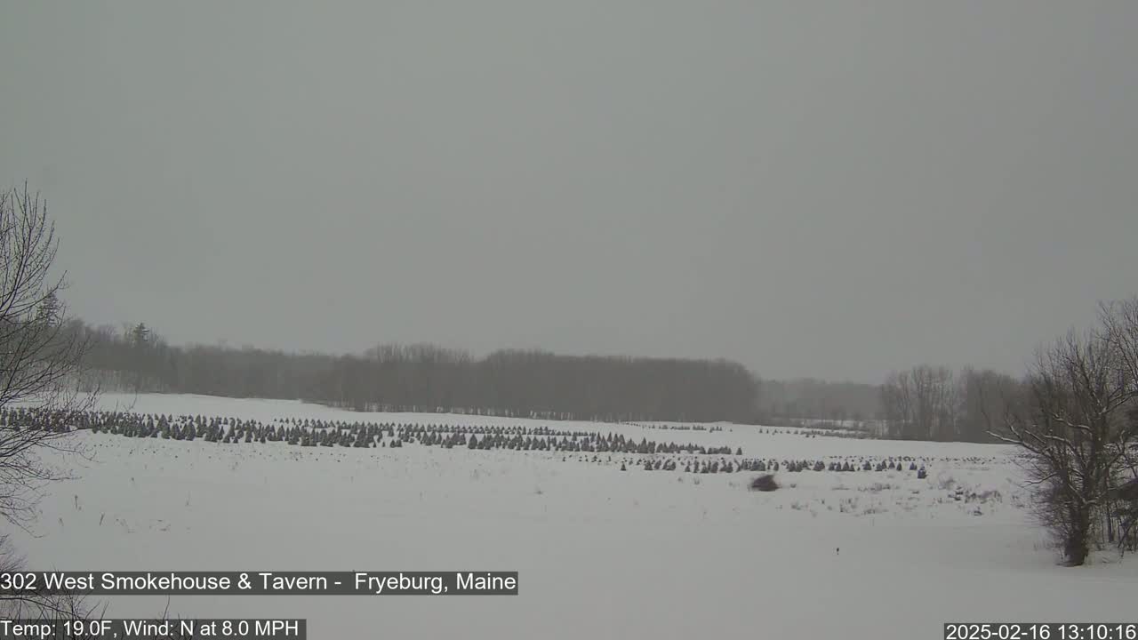 A snow-covered field with numerous evergreen trees in the background under an overcast sky.