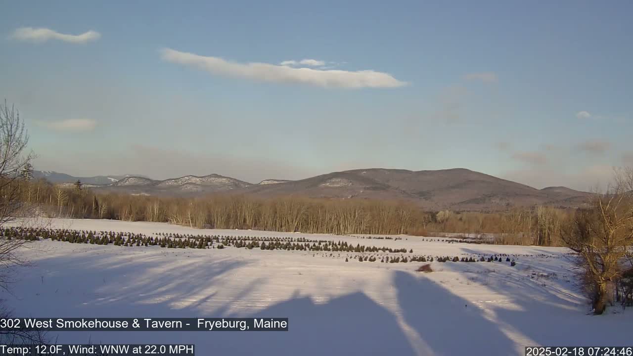 A snow-covered field of young evergreen trees stretches towards a line of bare deciduous trees and distant mountains under a mostly clear, light blue sky.