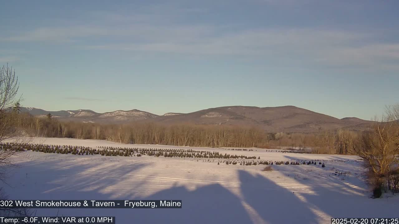 A snow-covered field of small evergreen trees stretches toward a line of bare, brown trees and distant mountains under a clear, light-blue sky.