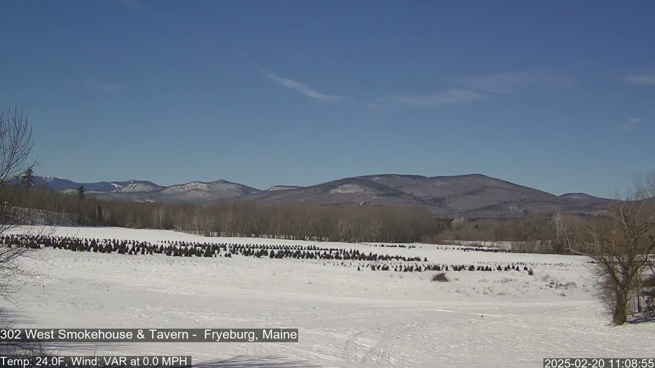 A snow-covered field with numerous evergreen trees, situated before a range of distant mountains under a clear blue sky.