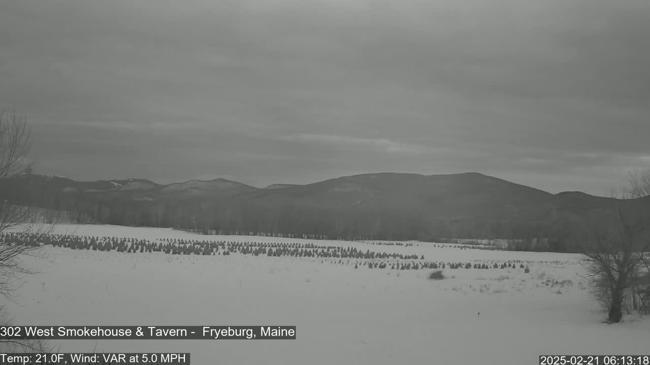 A snowy field of numerous small evergreen trees stretches towards distant, snow-covered mountains under an overcast sky.