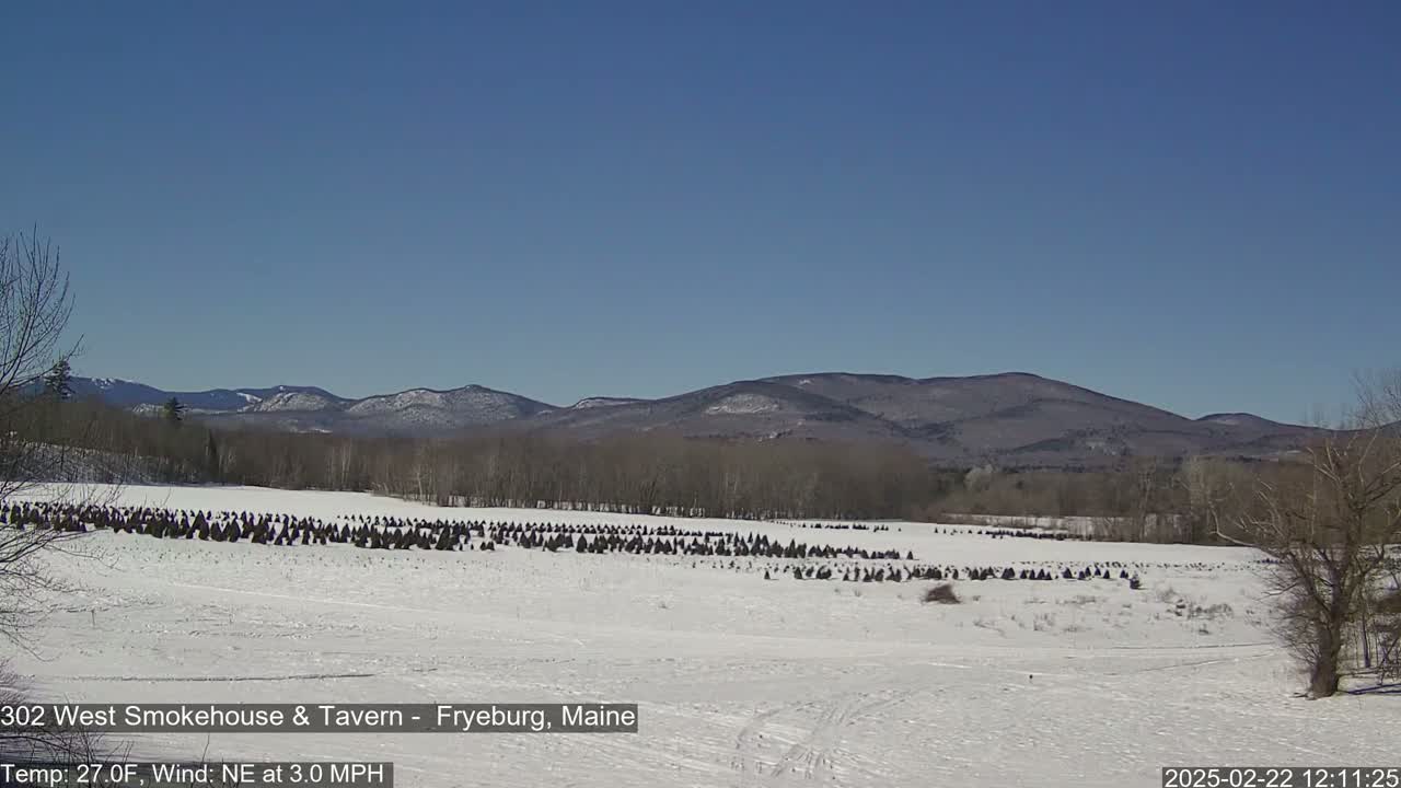 A snow-covered field with numerous dark evergreen trees, set against a backdrop of distant, snow-dusted mountains under a clear blue sky.
