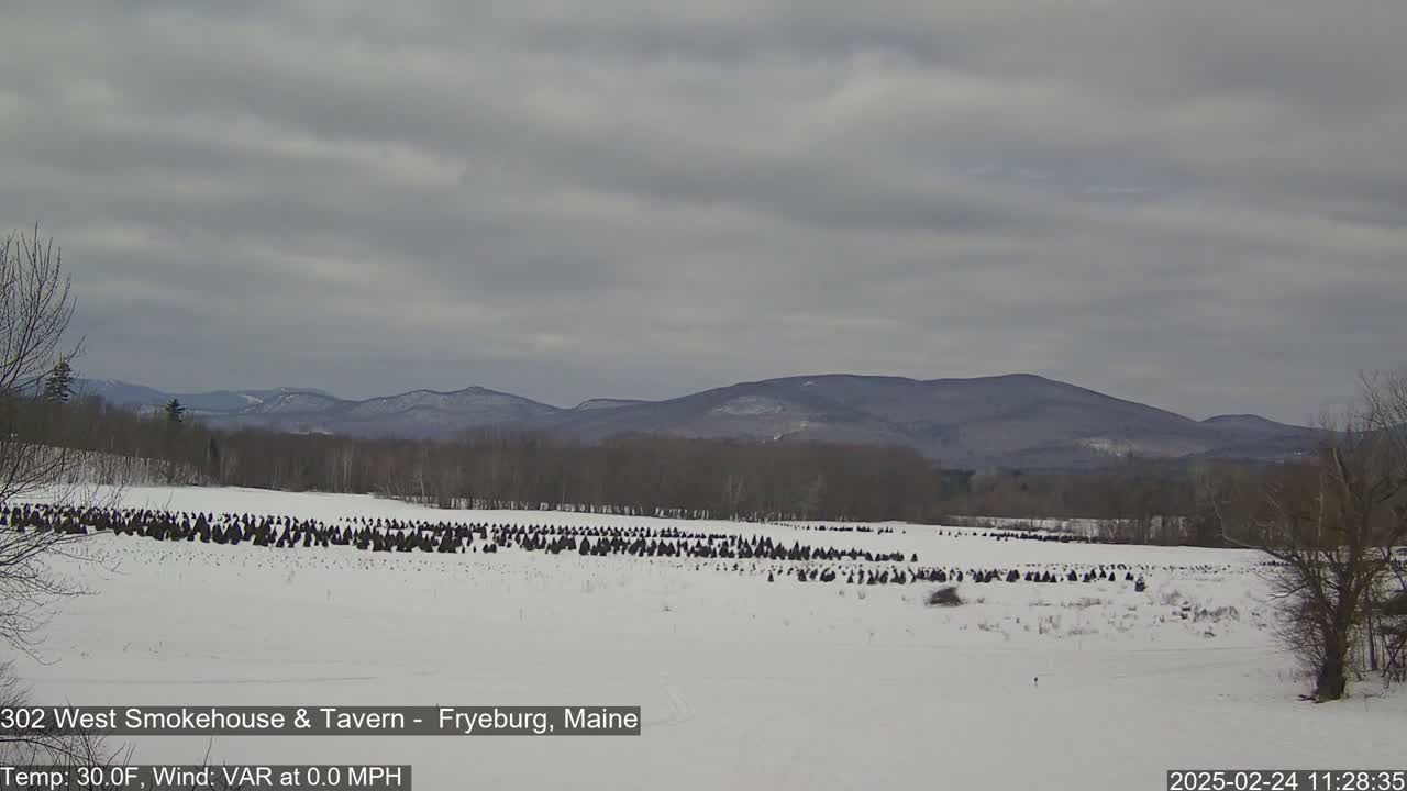A snow-covered field with many dark objects, possibly wrapped Christmas trees, stretches towards a line of distant, bare, low mountains under a gray, overcast sky.