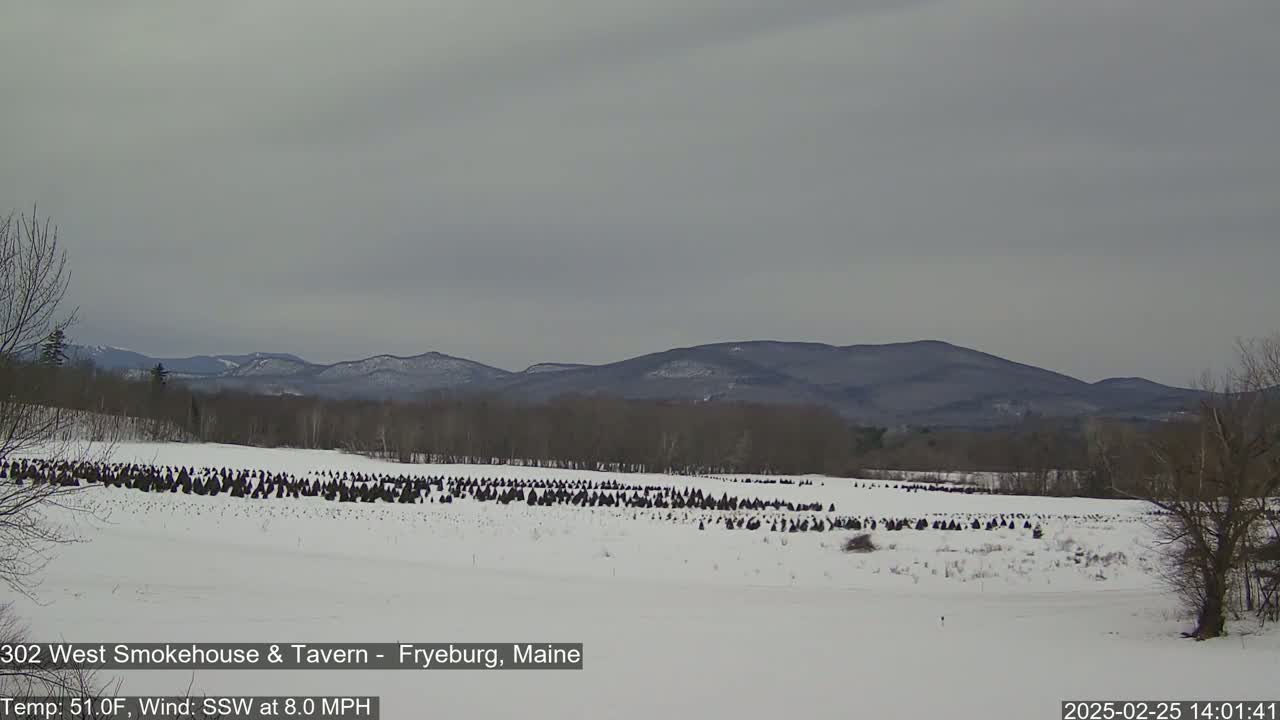 A snow-covered field with numerous dark evergreen trees bundled together in rows stretches out before a line of distant, snow-dusted mountains under a cloudy sky.